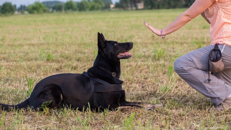 Дрессировка собак на послушание:советы, приемы и методы