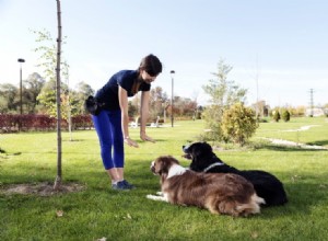 Treinamento de obediência para cães:dicas, truques e métodos
