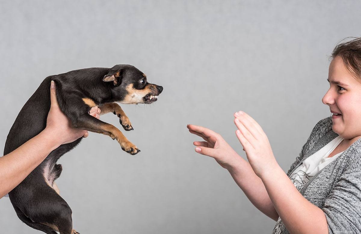 Angst voor agressie bij honden