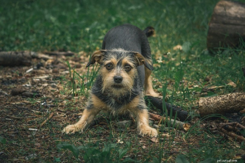 Beschermende agressie bij honden:hoe het te stoppen