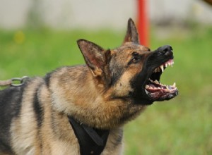 犬の保護攻撃性：それを止める方法 