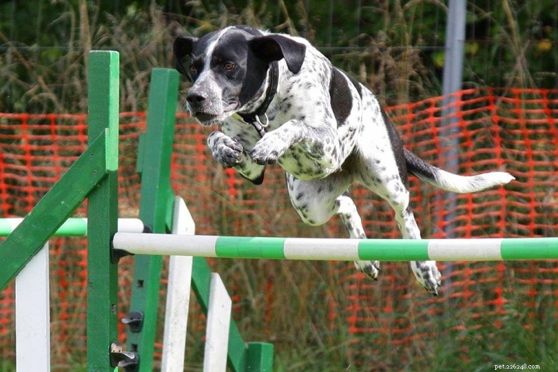 Hur tränar du din hund i agility? (11 steg)