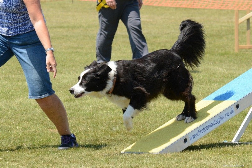 Hur tränar du din hund i agility? (11 steg)