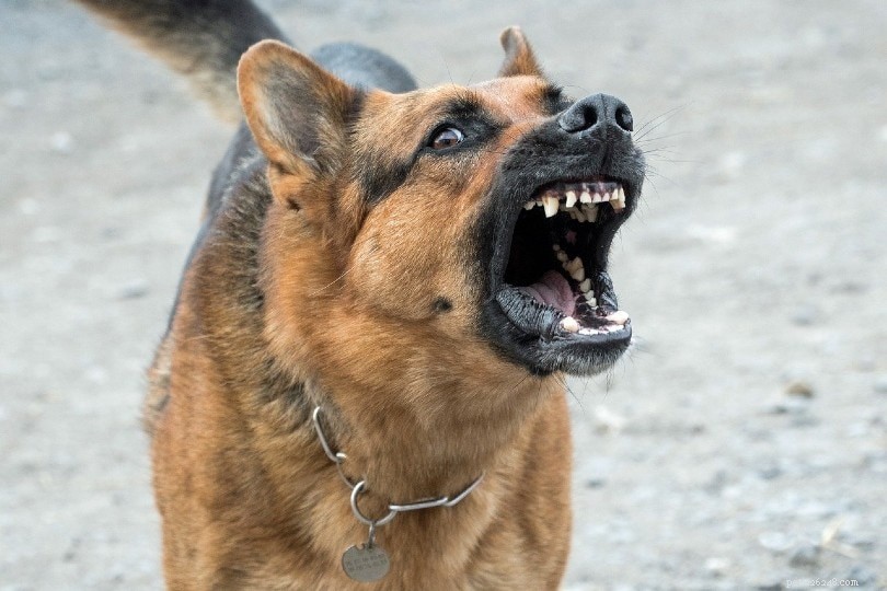 Omgeleide agressie bij honden