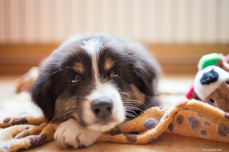 Comment gérer un chien souffrant d anxiété de séparation 