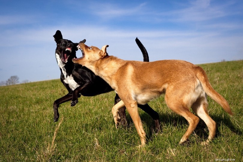 Seksgerelateerde agressie bij honden