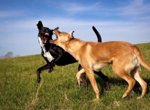 Agressão relacionada ao sexo em cães