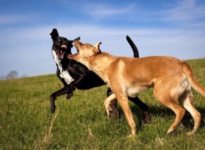 犬の性関連攻撃性 