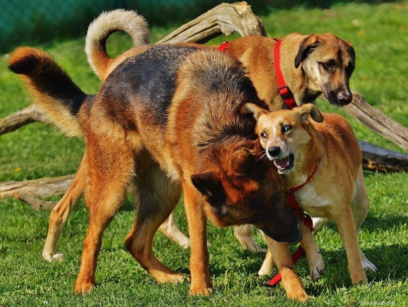 Sexrelaterad aggression hos hundar