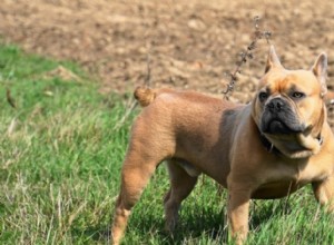 L agression sociale chez les chiens et comment l arrêter