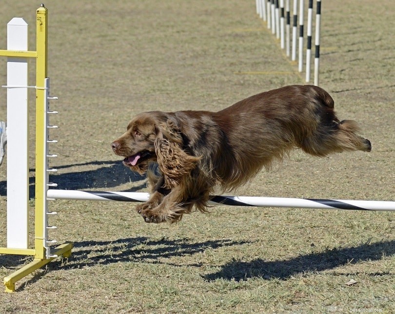 8種類の専門犬の訓練 