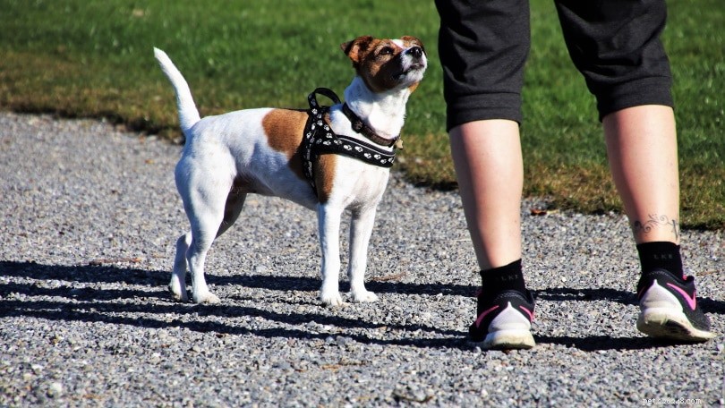 8種類の専門犬の訓練 