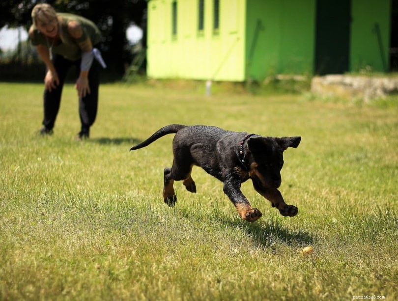 8 typů specializovaného výcviku psů