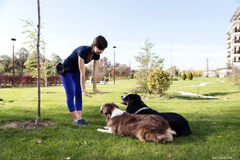 Come insegnare a un cane a restare (6 semplici passaggi)