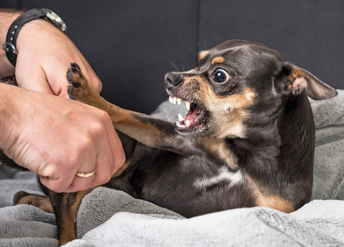 Hoe om te gaan met territoriale agressie bij honden