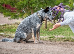 Conseils pour enseigner à votre chien quelques commandes de base