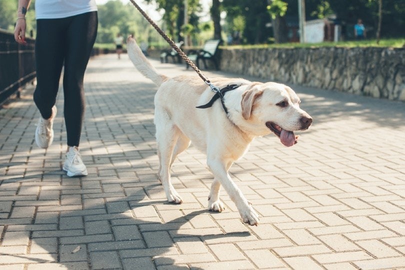 Träna din hund att gå i koppel – våra 5 enkla tips