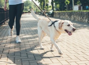 ひもにつないで歩くように犬を訓練する–私たちの5つの簡単なヒント 