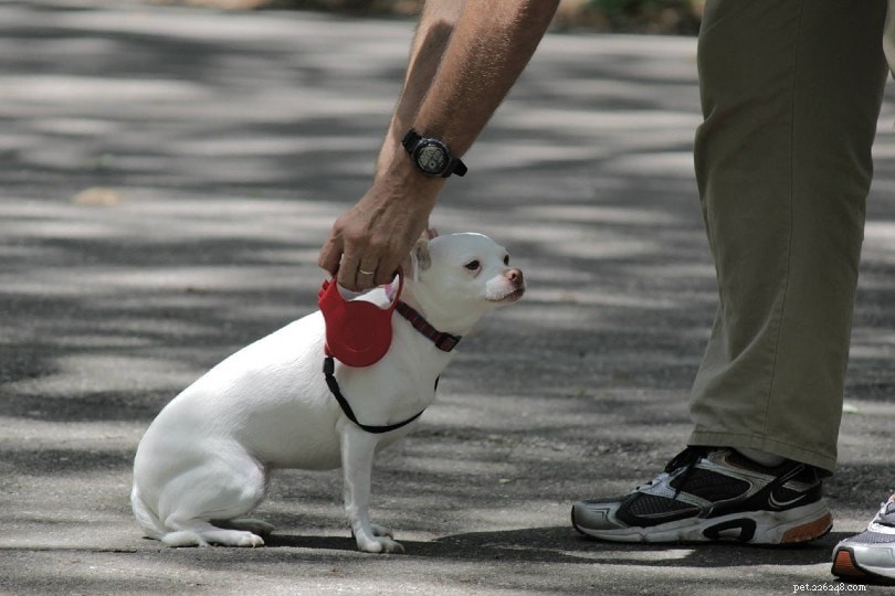 Uw hond trainen om aan de lijn te lopen – onze 5 eenvoudige tips