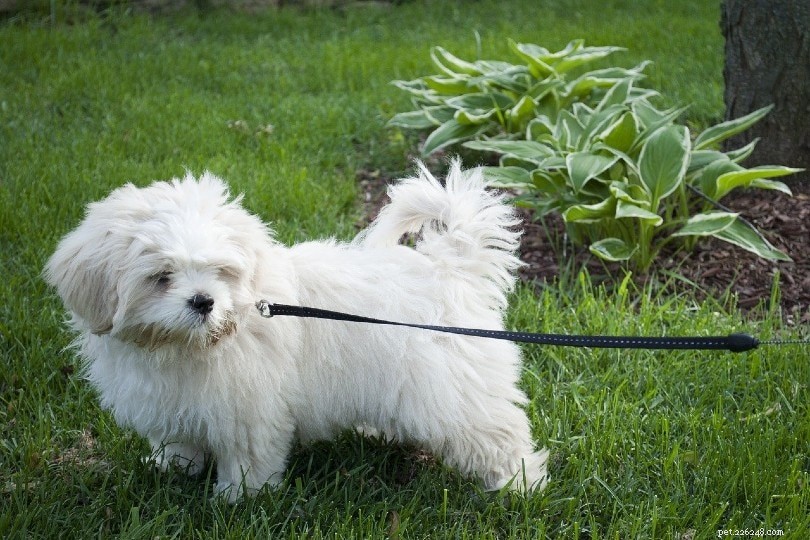 Treinando seu cão para passear na coleira – nossas 5 dicas fáceis