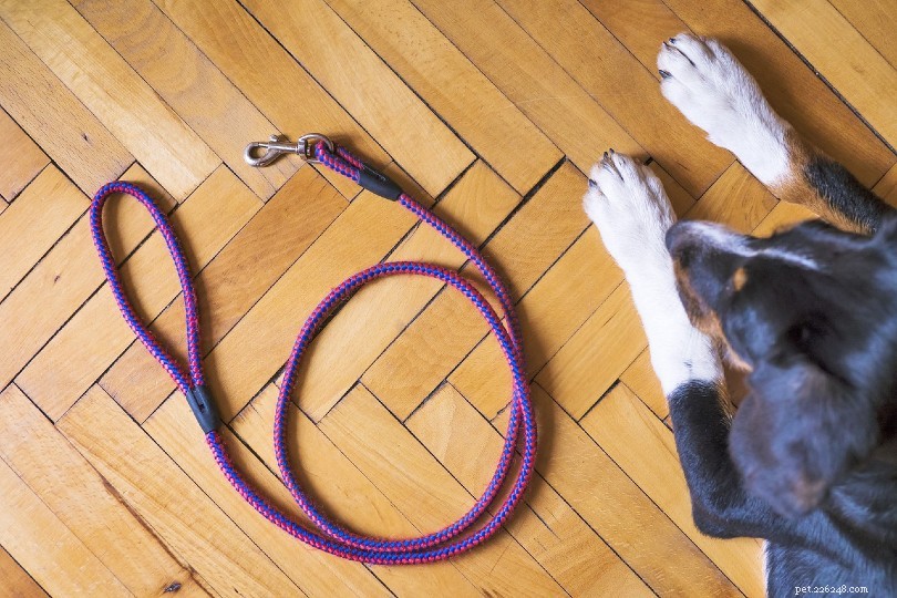 Приучение собаки к прогулке на поводке – наши 5 простых советов