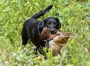 12 raças de cães de caça de pássaros que você deve conhecer (com fotos)