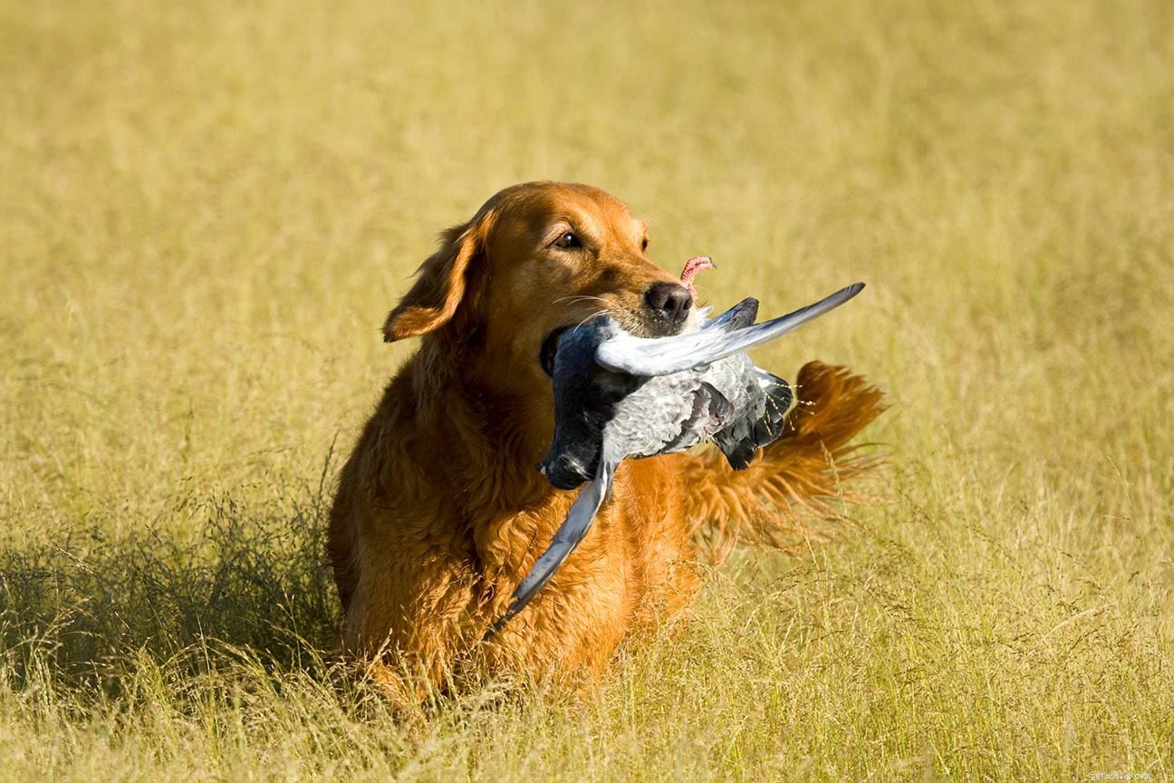 あなたが知っておくべき12の鳥の狩猟犬の品種（写真付き） 