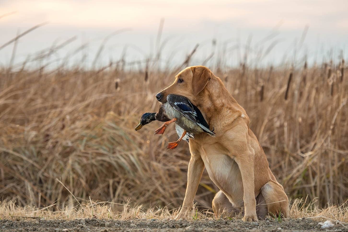 12 razze di cani da caccia di uccelli che dovresti conoscere (con immagini)