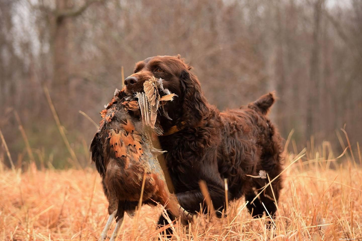 12 races de chiens de chasse aux oiseaux que vous devriez connaître (avec photos)