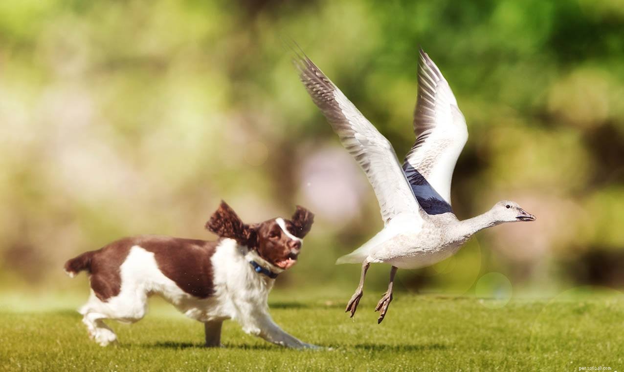 12 fågeljaktshundraser du bör känna till (med bilder)