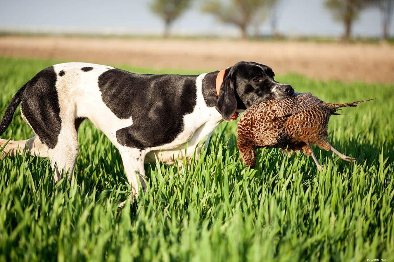 12 fågeljaktshundraser du bör känna till (med bilder)