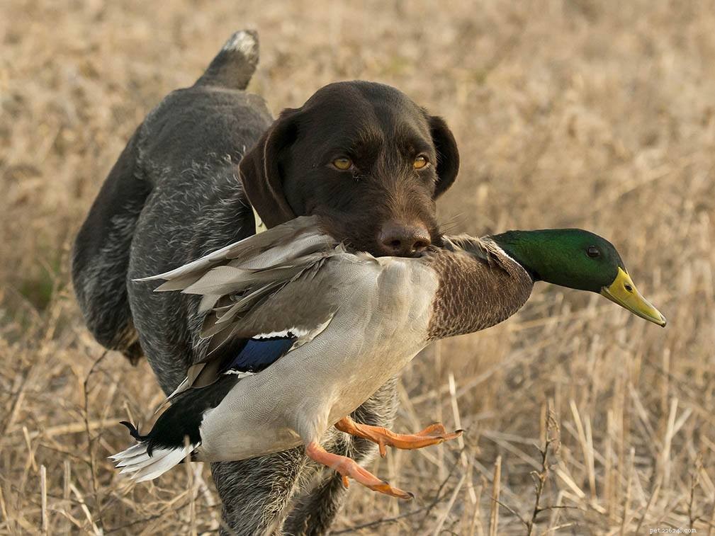 12 пород собак для охоты на птиц, о которых вам следует знать (с иллюстрациями)