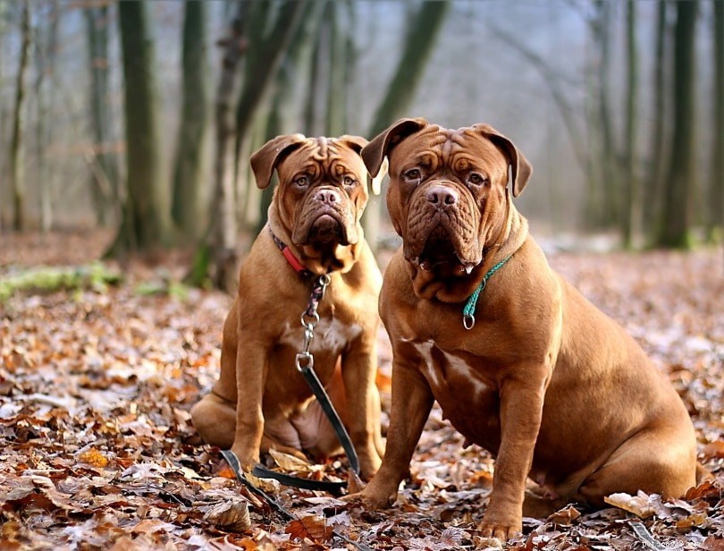 15 races de chiens français