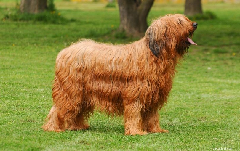 15 raças de cães franceses