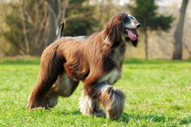 17 raças de cães de pelo comprido (com fotos)