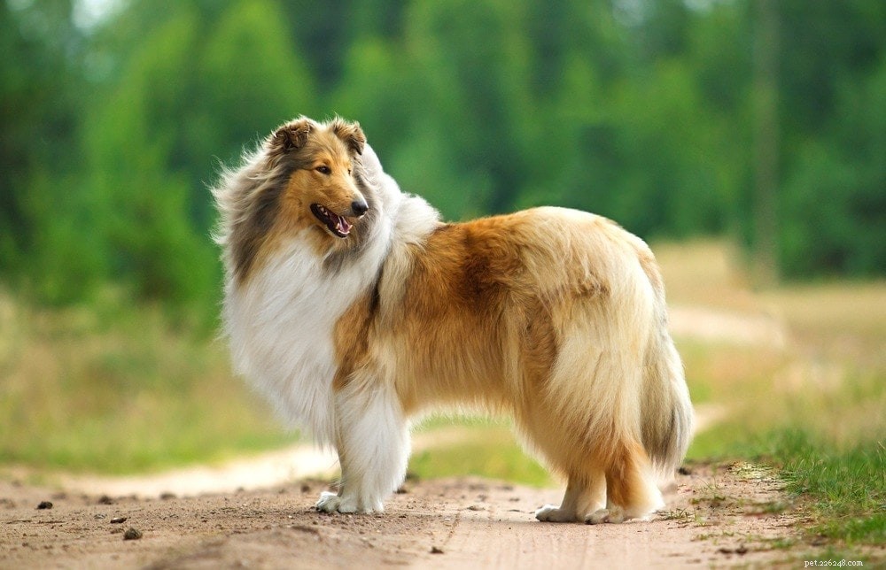 17 raças de cães de pelo comprido (com fotos)