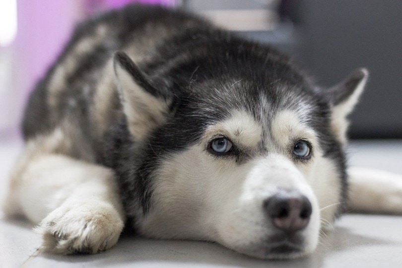 10 oudste hondenrassen (met afbeeldingen)