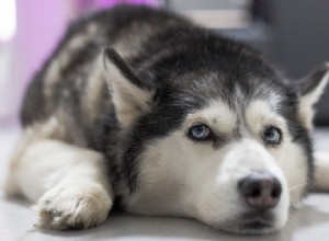 10の最も古い犬の品種（写真付き） 