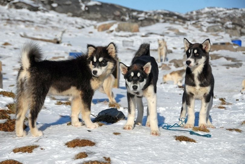 10 nejstarších psích plemen (s obrázky)