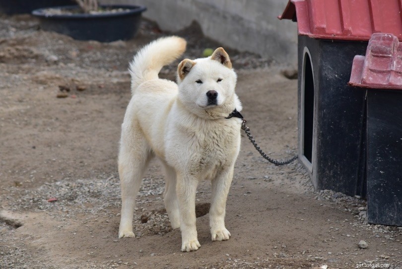 7 raças de cães coreanas (com fotos)