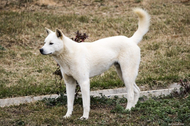 7 koreanska hundraser (med bilder)