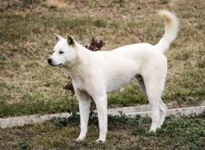 7つの韓国の犬種（写真付き） 
