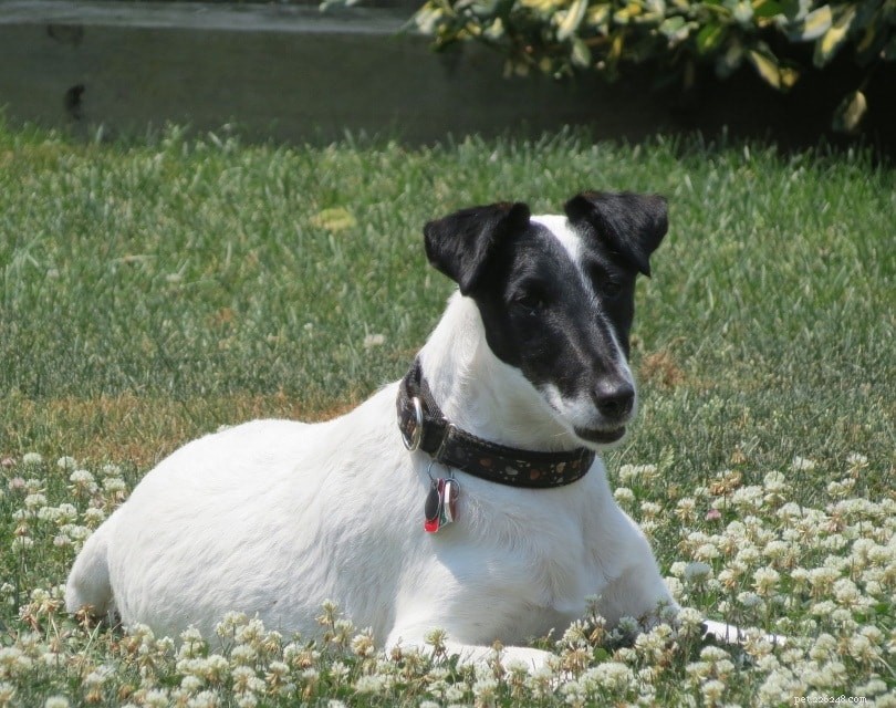 14 zwart-witte hondenrassen (met afbeeldingen)