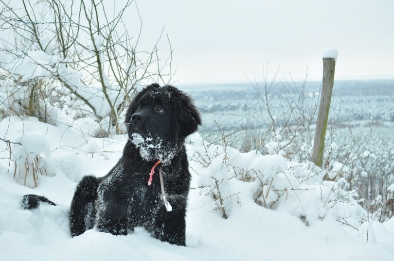 14 races de chiens noirs et blancs (avec photos)