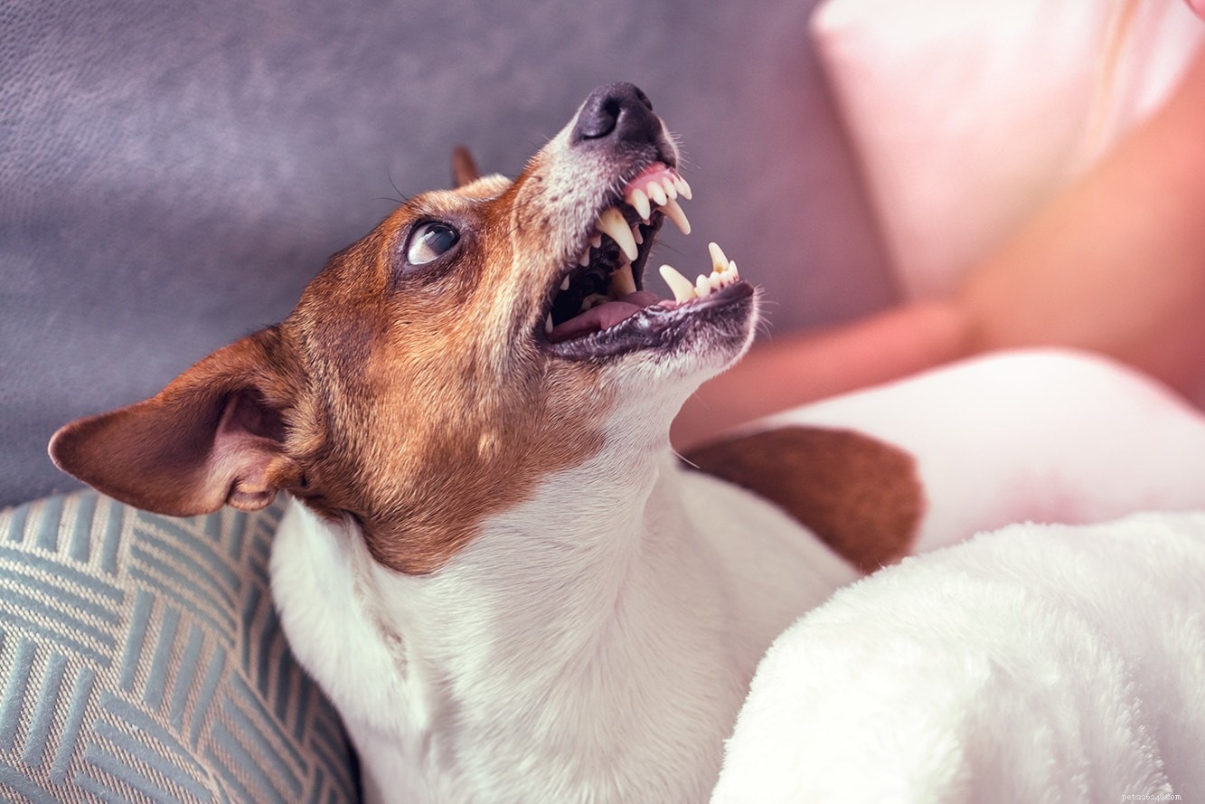 犬の所有格攻撃–それを止める方法！ 