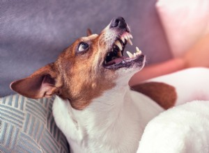 강아지의 공격성 – 이를 막는 방법!