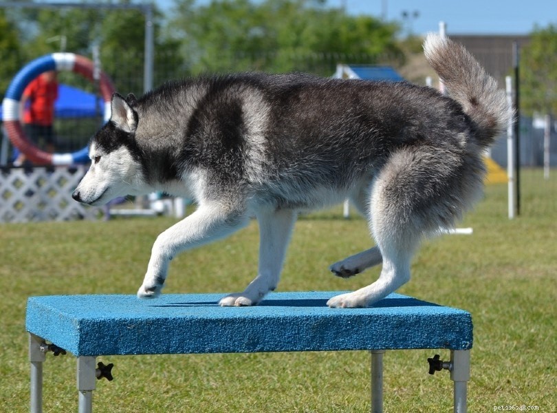 Trénink psů u stolu s pauzou agility – triky a tipy