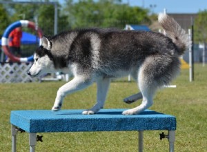 敏捷性一時停止テーブル犬のトレーニング–秘訣とヒント 