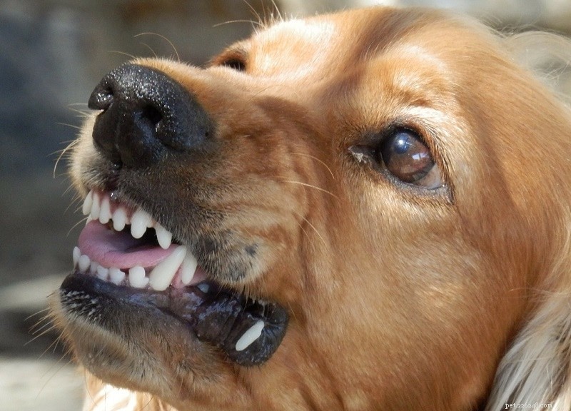 Aggressione possessiva nei cani:come fermarla!