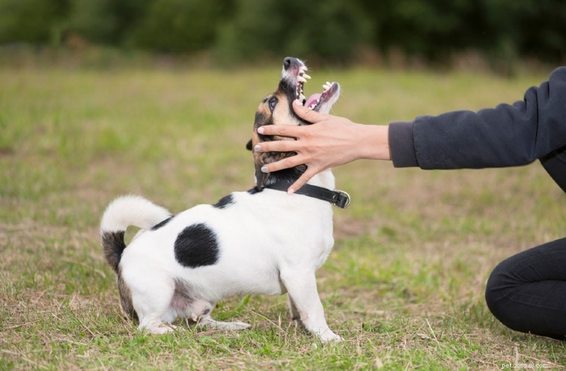 Rovdålig aggression hos hundar:Hur man stoppar det!